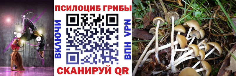 Псилоцибиновые грибы Cubensis  Купить закладки  Мурино 